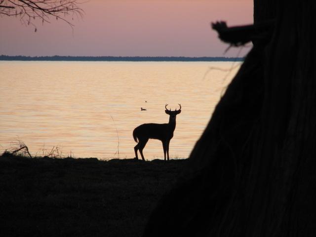 White-tailed+Deer (<I>Odocoileus virginianus</I>), Pettigrew State Park, North Carolina, United States