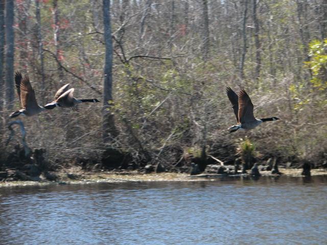 Canada+Goose (<I>Branta canadensis</I>), Pettigrew State Park, North Carolina, United States