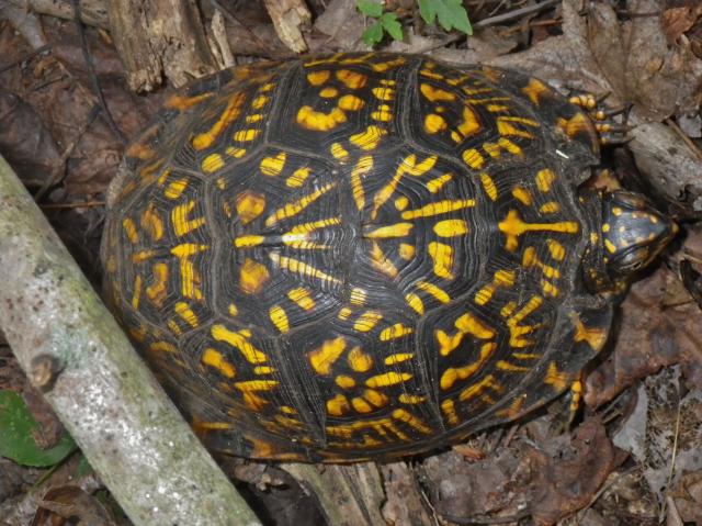 Eastern+Box+Turtle (<I>Terrapene carolina</I>), Pettigrew State Park, North Carolina, United States