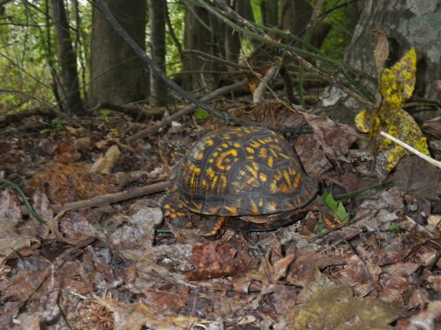 Eastern+Box+Turtle (<I>Terrapene carolina</I>), Pettigrew State Park, North Carolina, United States