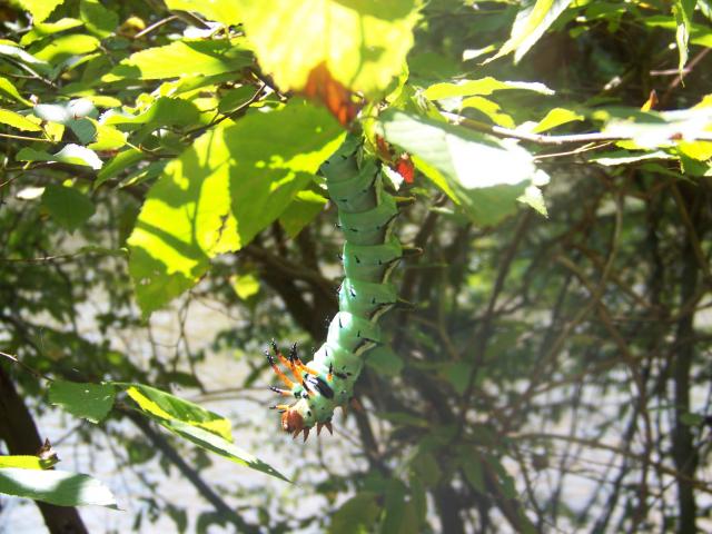 Royal+Walnut+Moth (<I>Citheronia regalis</I>), Pilot Mountain State Park, North Carolina, United States