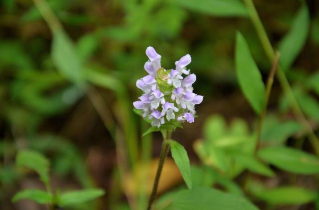 Self-heal (<I>Prunella vulgaris</I>), Pilot Mountain State Park, North Carolina, United States