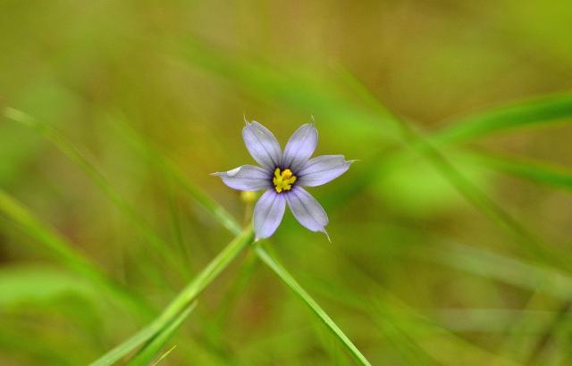 Pointed+Blue-eyed-grass (<I>Sisyrinchium angustifolium</I>), Pilot Mountain State Park, North Carolina, United States