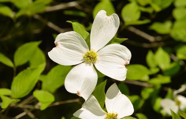 Flowering+Dogwood (<I>Cornus florida</I>), Pilot Mountain State Park, North Carolina, United States