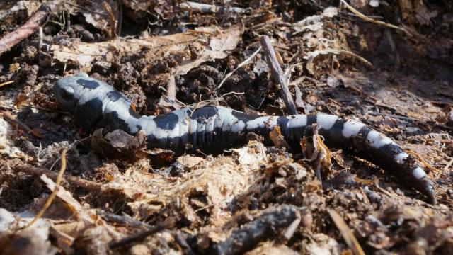 Marbled+Salamander (<I>Ambystoma opacum</I>), Pilot Mountain State Park, North Carolina, United States