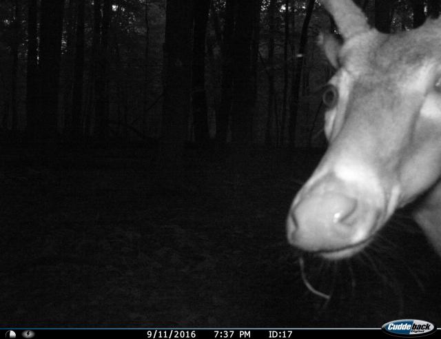 White-tailed+Deer (<I>Odocoileus virginianus</I>), Pilot Mountain State Park, North Carolina, United States