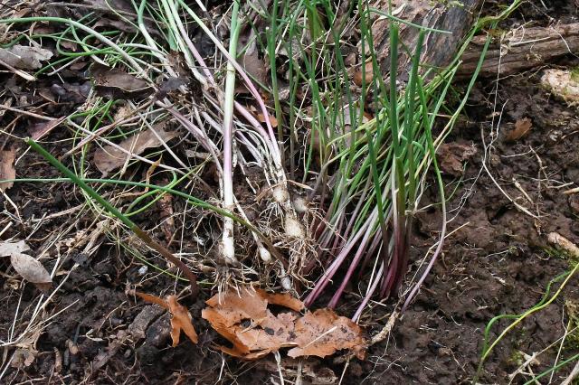 Field+Garlic (<I>Allium vineale</I>), Pilot Mountain State Park, North Carolina, United States