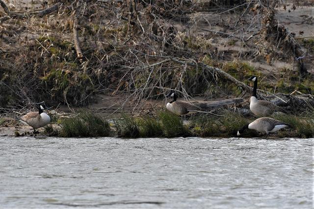 Canada+Goose (<I>Branta canadensis</I>), Pilot Mountain State Park, North Carolina, United States