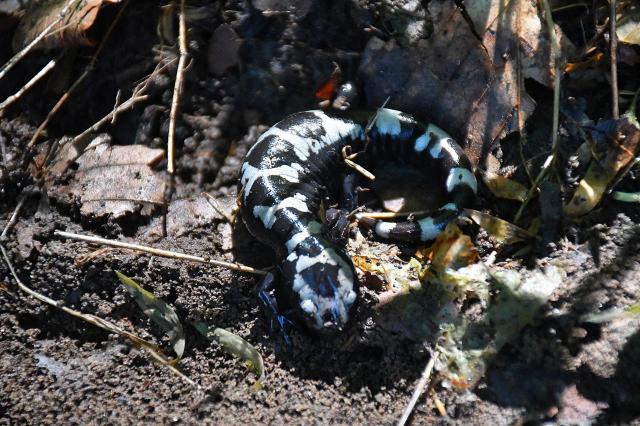 Marbled+Salamander (<I>Ambystoma opacum</I>), Pilot Mountain State Park, North Carolina, United States