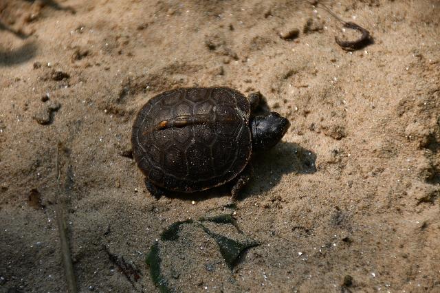 Eastern+Box+Turtle (<I>Terrapene carolina</I>), Pilot Mountain State Park, North Carolina, United States