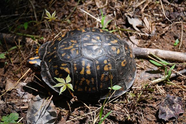 Eastern+Box+Turtle (<I>Terrapene carolina</I>), Pilot Mountain State Park, North Carolina, United States