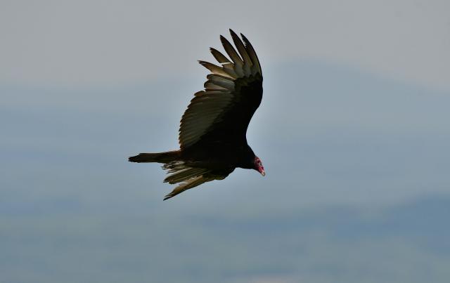 Turkey+Vulture (<I>Cathartes aura</I>), Pilot Mountain State Park, North Carolina, United States