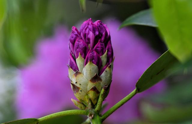 Catawba+Rhododendron (<I>Rhododendron catawbiense</I>), Pilot Mountain State Park, North Carolina, United States