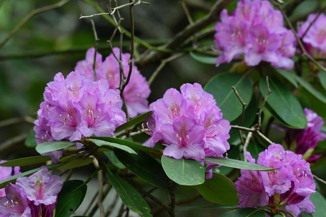 Catawba+Rhododendron (<I>Rhododendron catawbiense</I>), Pilot Mountain State Park, North Carolina, United States