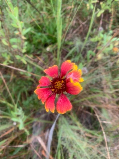 Fire-wheel+Blanket-flower (<I>Gaillardia pulchella</I>), Pilot Mountain State Park, North Carolina, United States