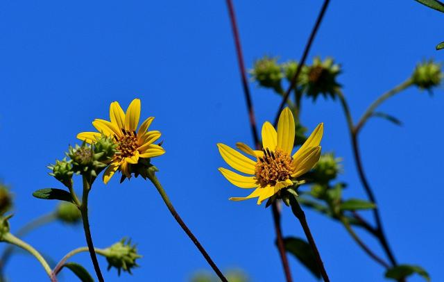 Schweinitz%27s+Sunflower (<I>Helianthus schweinitzii</I>), Pilot Mountain State Park, North Carolina, United States