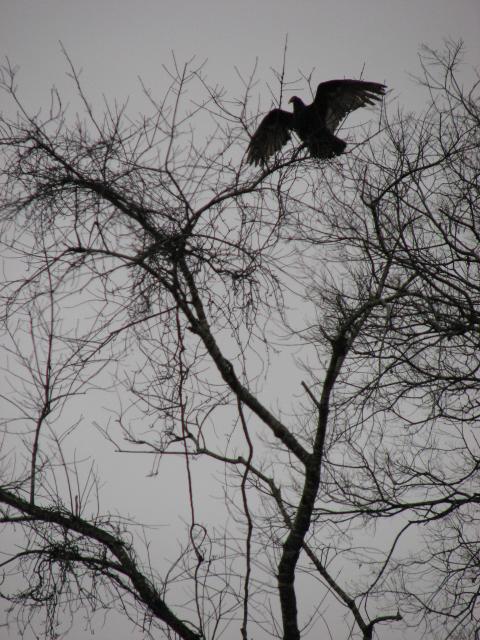 Turkey+Vulture (<I>Cathartes aura</I>), Raven Rock State Park, North Carolina, United States