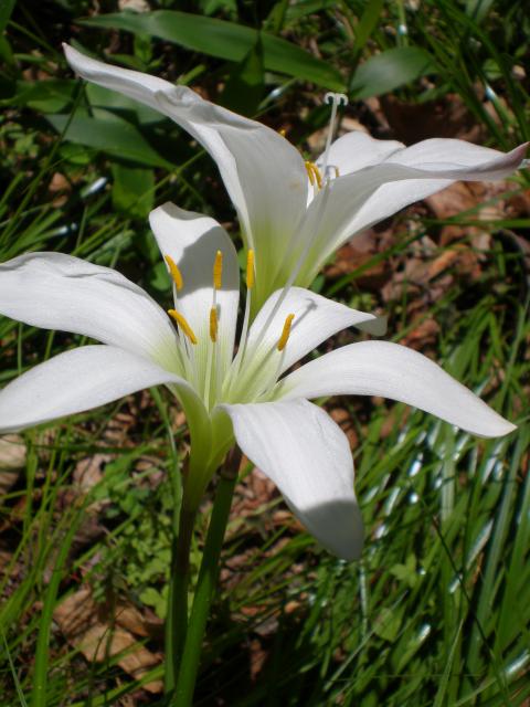 Atamasco+Lily (<I>Zephyranthes atamasco</I>), Raven Rock State Park, North Carolina, United States