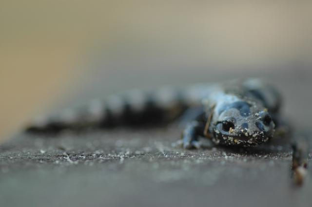 Marbled+Salamander (<I>Ambystoma opacum</I>), Raven Rock State Park, North Carolina, United States