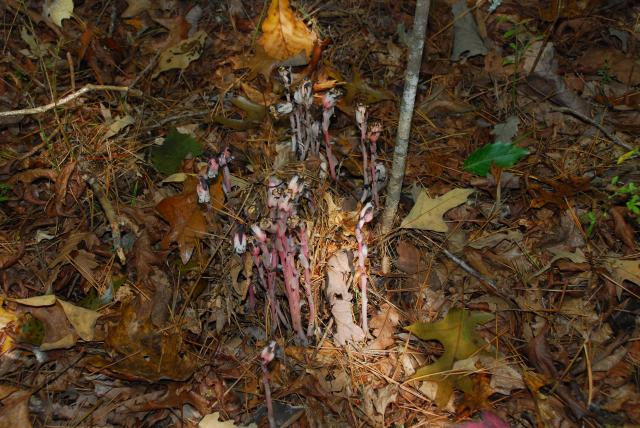 Indian-pipe (<I>Monotropa uniflora</I>), Raven Rock State Park, North Carolina, United States
