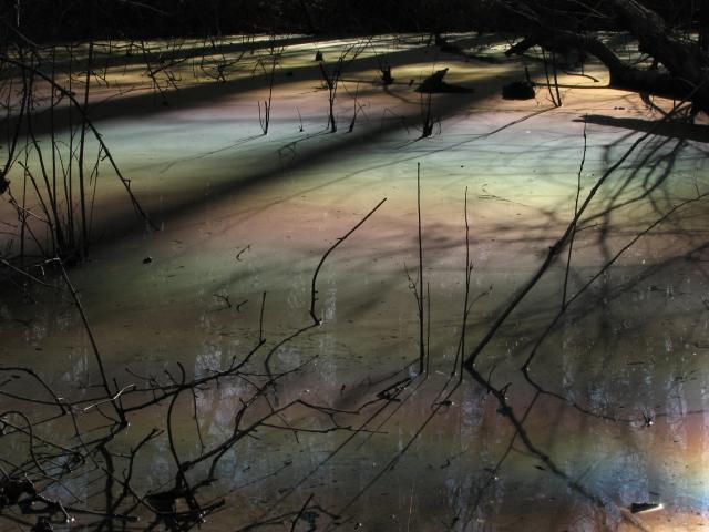 - (<I>Floodplain Pool</I>), Raven Rock State Park, North Carolina, United States