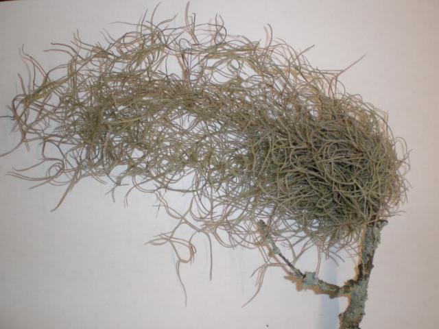 Spanish+Moss (<I>Tillandsia usneoides</I>), Raven Rock State Park, North Carolina, United States