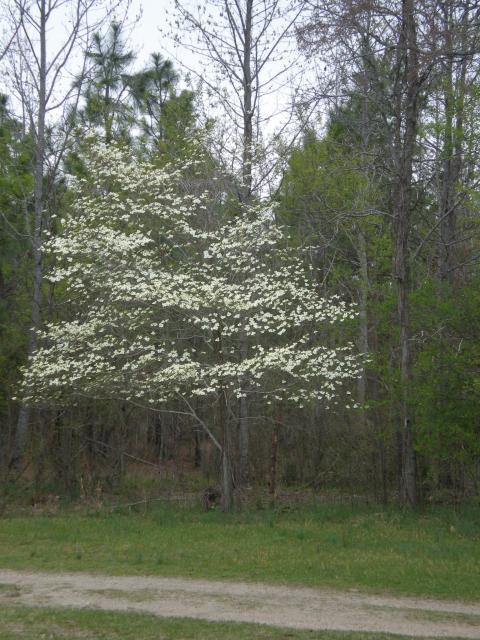 Flowering+Dogwood (<I>Cornus florida</I>), Raven Rock State Park, North Carolina, United States