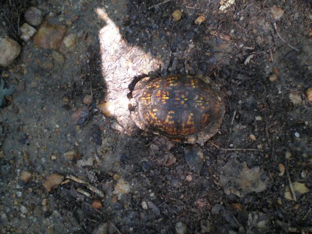 Eastern+Box+Turtle (<I>Terrapene carolina</I>), Raven Rock State Park, North Carolina, United States