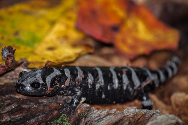 Marbled+Salamander (<I>Ambystoma opacum</I>), Raven Rock State Park, North Carolina, United States