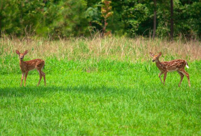 White-tailed+Deer (<I>Odocoileus virginianus</I>), Raven Rock State Park, North Carolina, United States