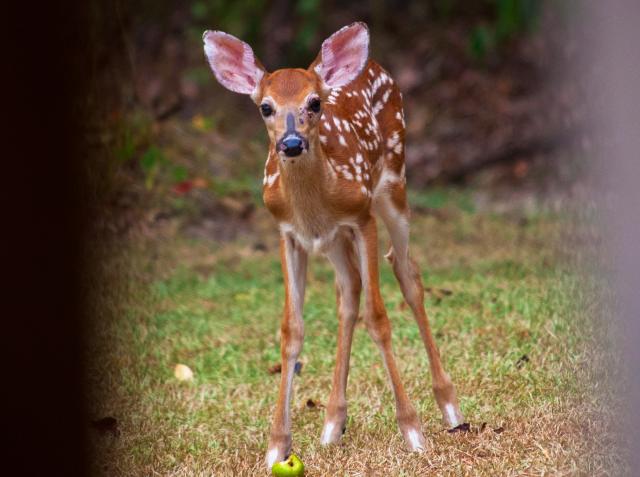 White-tailed+Deer (<I>Odocoileus virginianus</I>), Raven Rock State Park, North Carolina, United States