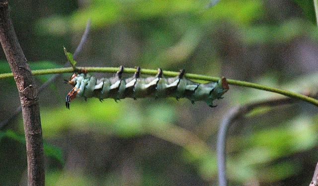 Royal+Walnut+Moth (<I>Citheronia regalis</I>), Rendezvous Mountain State Park, North Carolina, United States