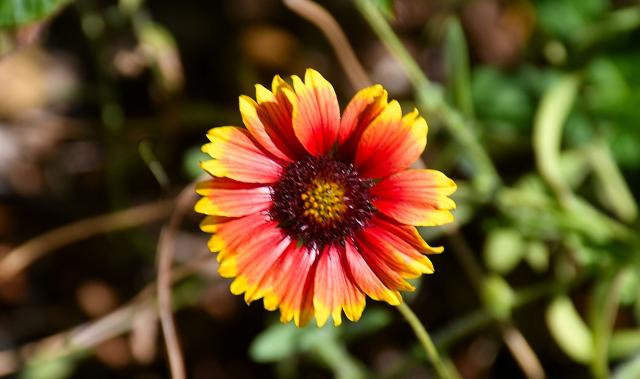 Fire-wheel+Blanket-flower (<I>Gaillardia pulchella</I>), Rendezvous Mountain State Park, North Carolina, United States