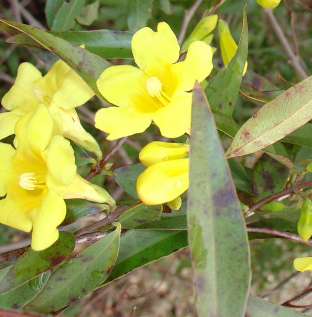 Yellow+Jessamine (<I>Gelsemium sempervirens</I>), Run Hill State Natural Area, North Carolina, United States