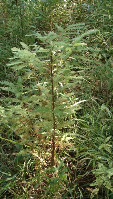 Bald+Cypress (<I>Taxodium distichum</I>), Run Hill State Natural Area, North Carolina, United States