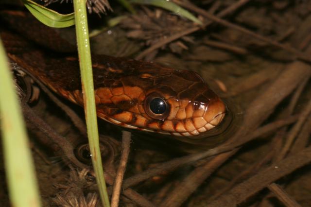 Banded+Water+Snake (<I>Nerodia fasciata</I>), Sandy Run Savannas State Natural Area, North Carolina, United States