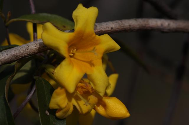 Yellow+Jessamine (<I>Gelsemium sempervirens</I>), Sandy Run Savannas State Natural Area, North Carolina, United States