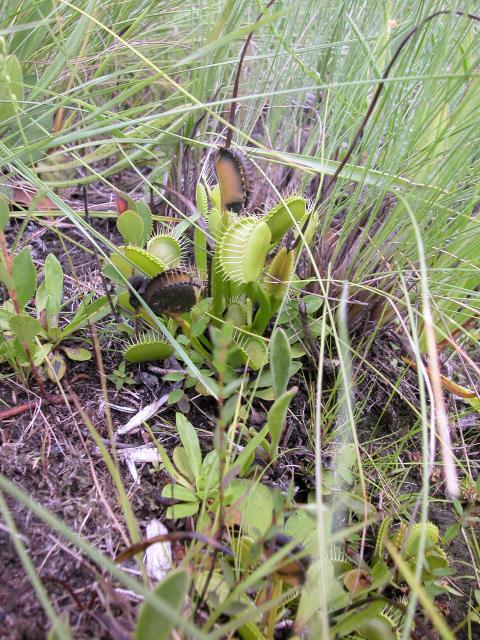 Venus+Flytrap (<I>Dionaea muscipula</I>), Sandy Run Savannas State Natural Area, North Carolina, United States