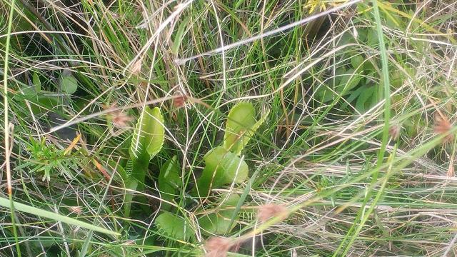 Venus+Flytrap (<I>Dionaea muscipula</I>), Sandy Run Savannas State Natural Area, North Carolina, United States