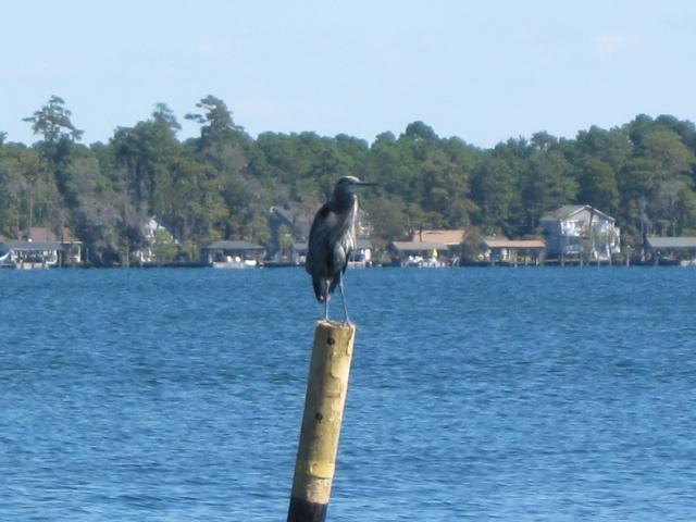 Great+Blue+Heron (<I>Ardea herodias</I>), Singletary Lake State Park, North Carolina, United States