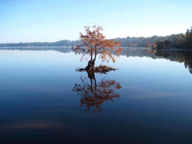  (<I></I>), Singletary Lake State Park, North Carolina, United States