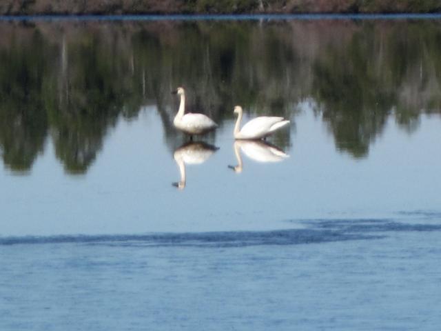 Tundra+Swan (<I>Cygnus columbianus</I>), Singletary Lake State Park, North Carolina, United States