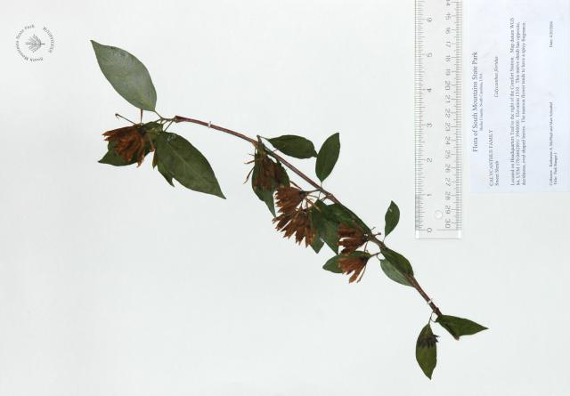Sweet-shrub (<I>Calycanthus floridus</I>), South Mountains State Park, North Carolina, United States
