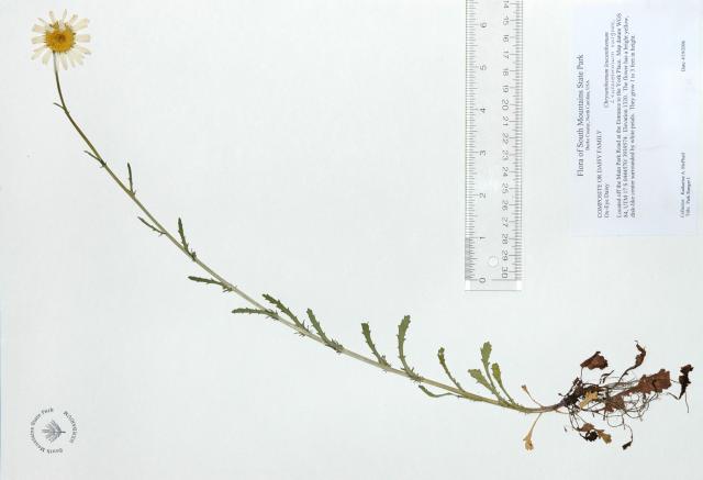 Oxeye+Daisy (<I>Leucanthemum vulgare</I>), South Mountains State Park, North Carolina, United States