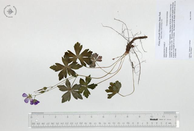 Wild+Crane%27s-bill (<I>Geranium maculatum</I>), South Mountains State Park, North Carolina, United States