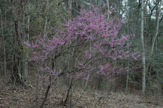 Eastern+Redbud (<I>Cercis canadensis var. canadensis</I>), South Mountains State Park, North Carolina, United States