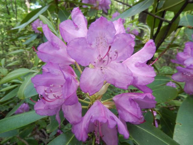 Catawba+Rhododendron (<I>Rhododendron catawbiense</I>), South Mountains State Park, North Carolina, United States