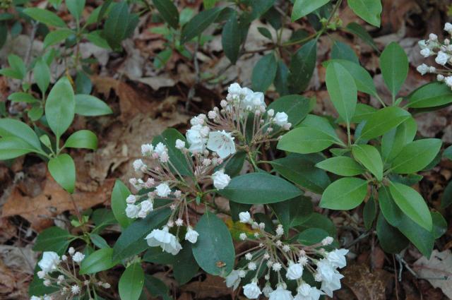 Mountain+Laurel (<I>Kalmia latifolia</I>), South Mountains State Park, North Carolina, United States