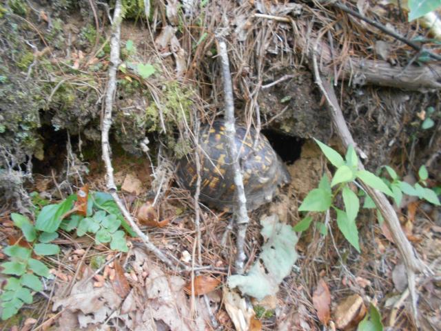 Eastern+Box+Turtle (<I>Terrapene carolina</I>), South Mountains State Park, North Carolina, United States