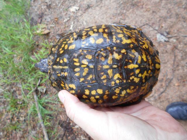 Eastern+Box+Turtle (<I>Terrapene carolina</I>), South Mountains State Park, North Carolina, United States